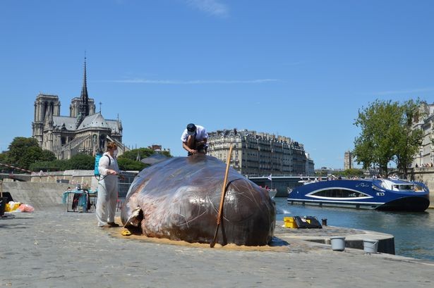 Ca voi khong lo “phoi nang” giua long Paris gay soc